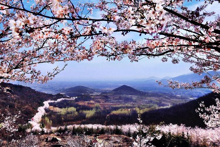 樱花山风景区旅游